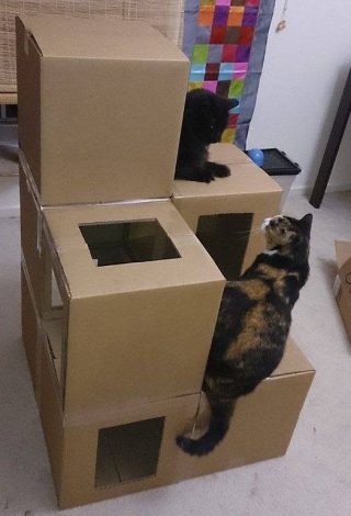 gatti e scatole