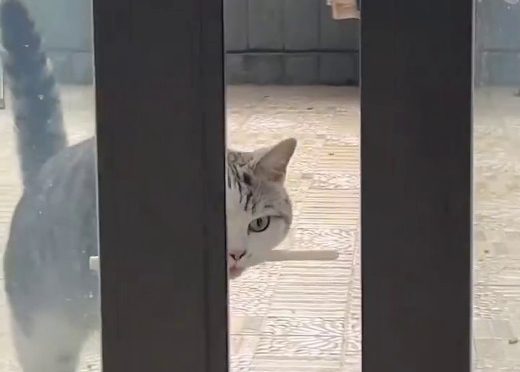 Ingegno felino – Trasporto attrezzatura attraverso spazio ristretto