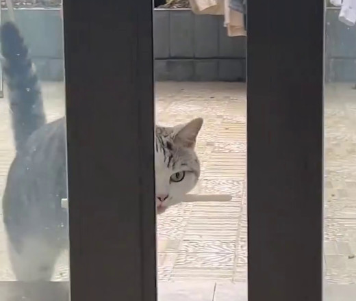 ingegno felino - sonogattivostri