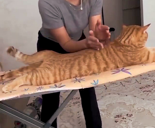 Lettino da massaggio per gatti